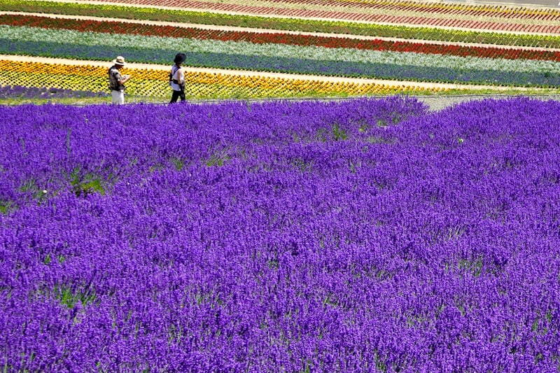 富良野エリアでの旅